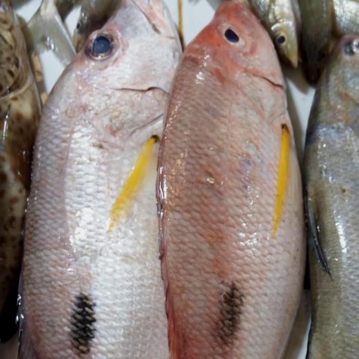 

Ikan Tanda-Tanda 500gr