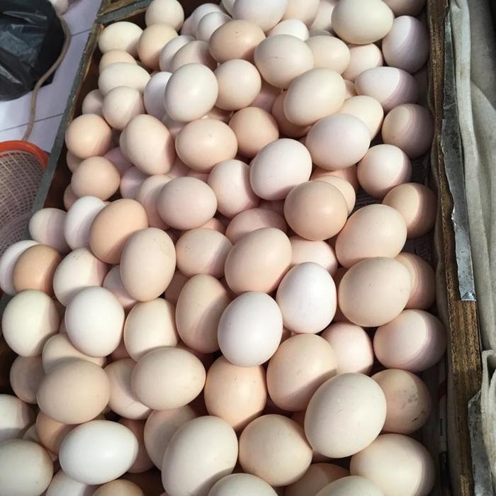 

Telur Ayam Kampung Orange 1 Butir