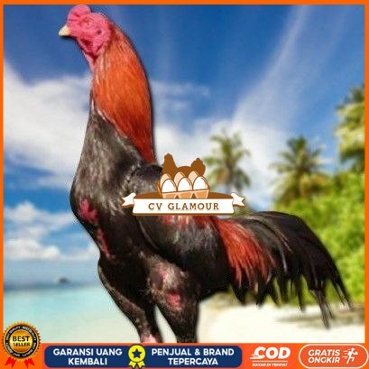 

telur ayam bangkok original bisa untuk di tetaskan CV GLAMOUR