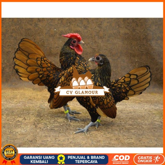 

Telur ayam serama kate batik kanada telur ayam hias fertil siap kirim CV GLAMOUR