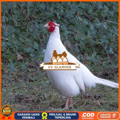 

Telur ayam hias ringneck white pheasant fertil untuk ditetaskan CV GLAMOUR