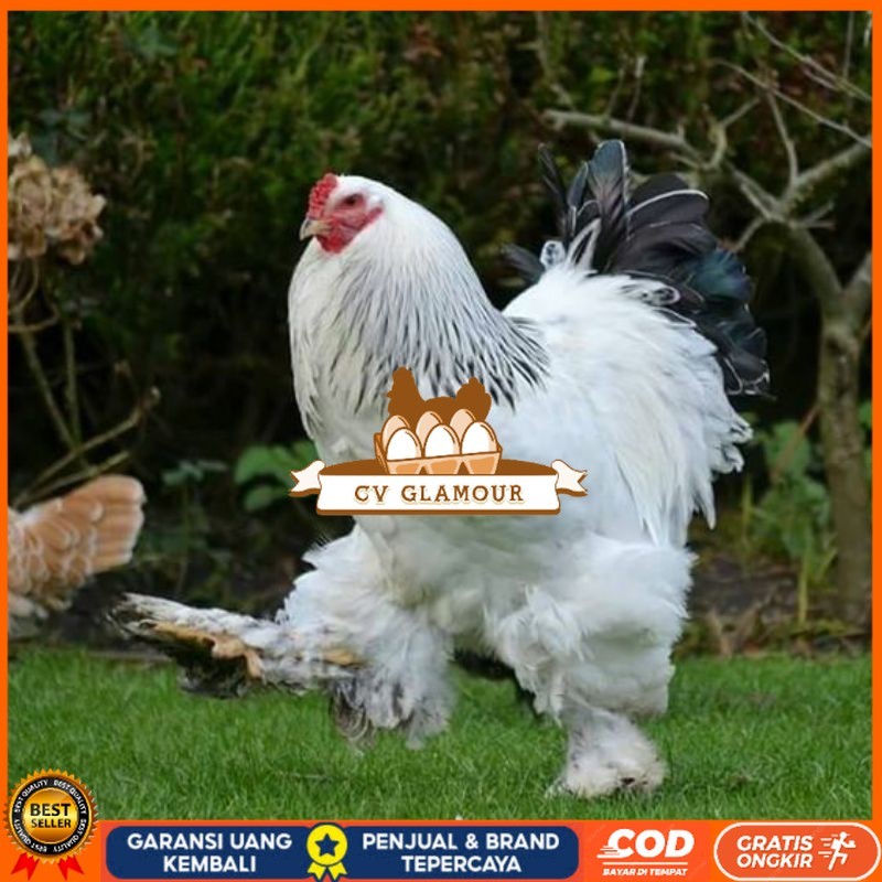 

TELUR AYAM HIAS BRAHMA COLOMBIA BIG JUMBO UNTUK DI TETASKAN CV GLAMOUR