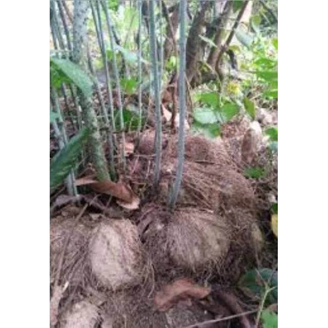 

Sahabattani Umbi Gadung Segar 1 Kg Murah