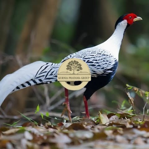 

Telur ayam hias ringneck silver pheasant fertil asli KURNIA PRATAMA GROUP