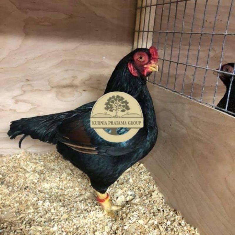 

TELUR AYAM HIAS BANTAM CORNISH UNTUK DI TETASKAN KURNIA PRATAMA GROUP