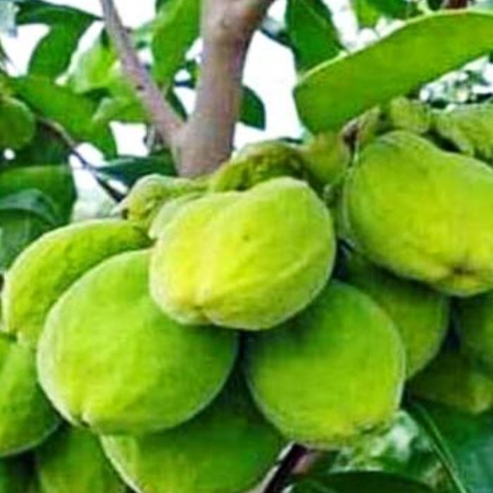 bibit pohon gaharu super unggul