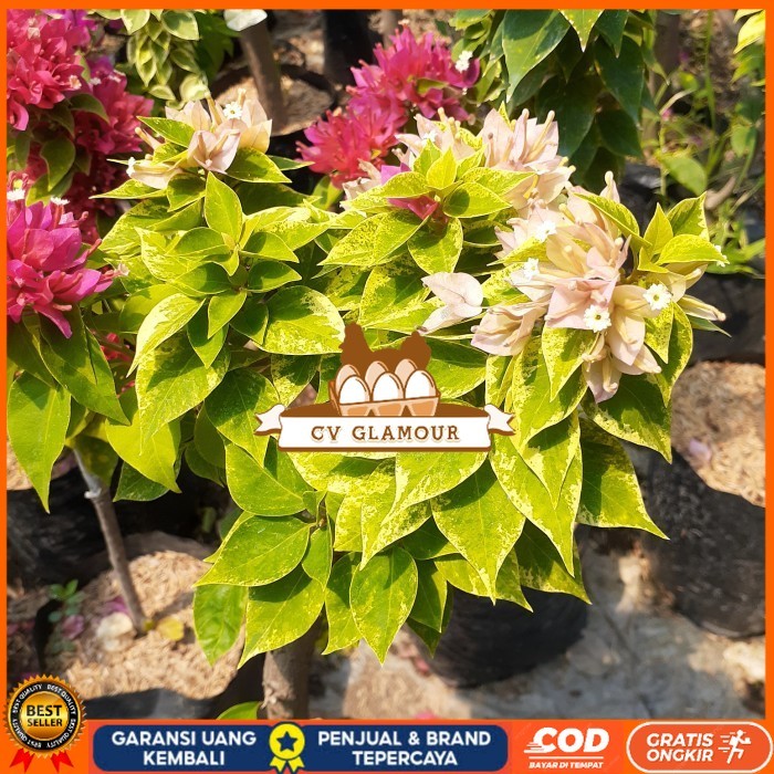 TANAMAN HIAS BOUGENVILLE 2-3 WARNA BATANG BESAR SUDAH BERBUNGA CANTIK Bibit Tanaman Super Unggul CV 