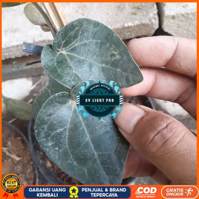 BIBIT TANAMAN SIRIH HITAM HERBAL UNGGUL Bibit Tanaman Super Unggul CV LIGHT PRO