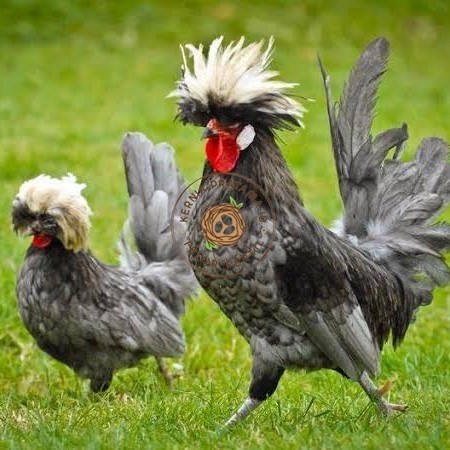 

Telur ayam poland / telur ayam hias / telur fertil siap cod KURNIA PRATAMA ID
