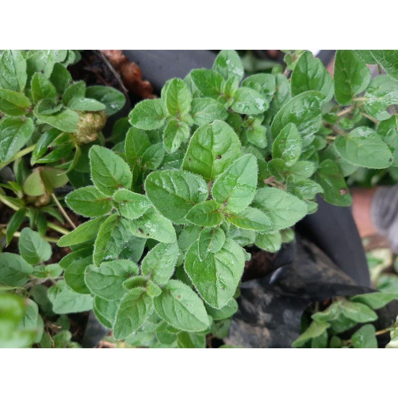 Bibit Oregano, Tanaman Oregano, Oregano, Oreganum vulgare