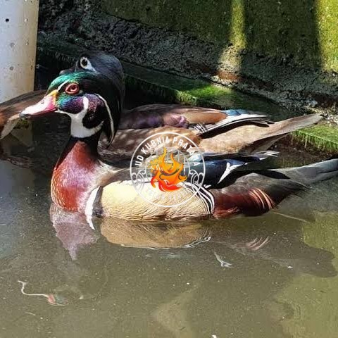 

Telur bebek hias caroline duck fertil untuk ditetaskan Langsung UD KURNIA PRATAMA
