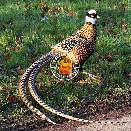 

Telur ayam hias ringneck reeves pheasant fertil untuk ditetaskan UD KURNIA PRATAMA