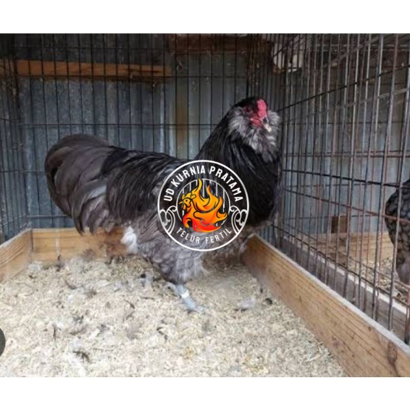 

TELUR AYAM HIAS AMERAUCANA UNTUK DI TETASKAN UD KURNIA PRATAMA