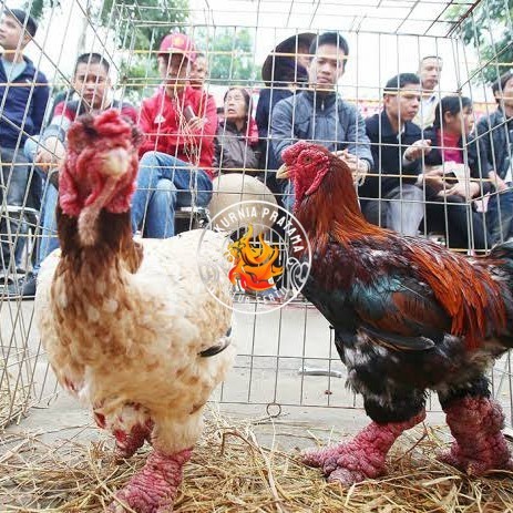 

Telur ayam dong tao / telur ayam hias / telur fertil siap tetas UD KURNIA PRATAMA