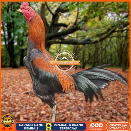 

Telur Ayam Pakhoy White King Vertil Siap Di Tetaskan Jaminan Super Oiginal Bergaransi ori CV GLAMOUR ID