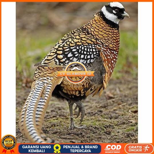 

Telur ayam hias ringneck reeves pheasant fertil siap ditetaskan CV GLAMOUR ID
