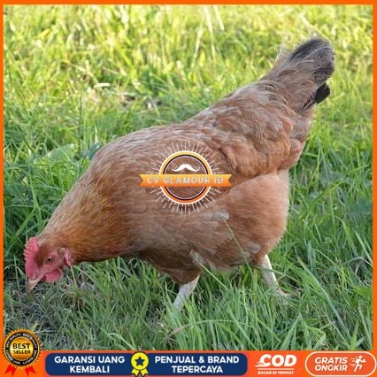 

Telur ayam elba / telur ayam hias / telur ayam fertil siap cod CV GLAMOUR ID