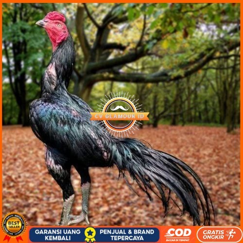 

Telur Ayam Pakhoy Super Vertil Siap Di Tetaskan Jaminan Super Oiginal Bergaransi super CV GLAMOUR ID