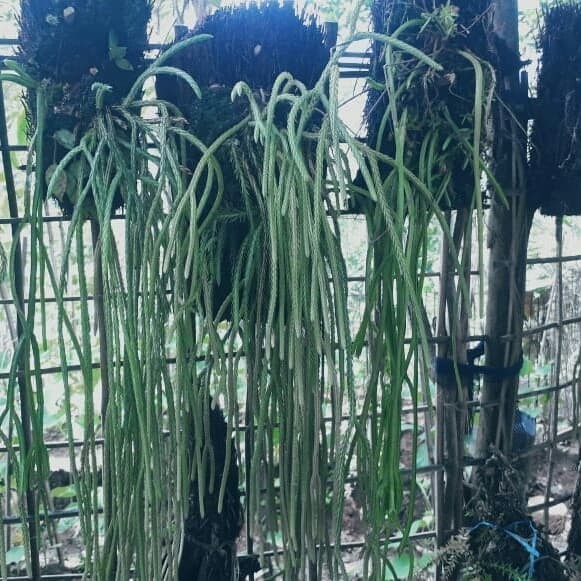 

Ready stok New Promo Tanaman hias gantung ekor tikus COD