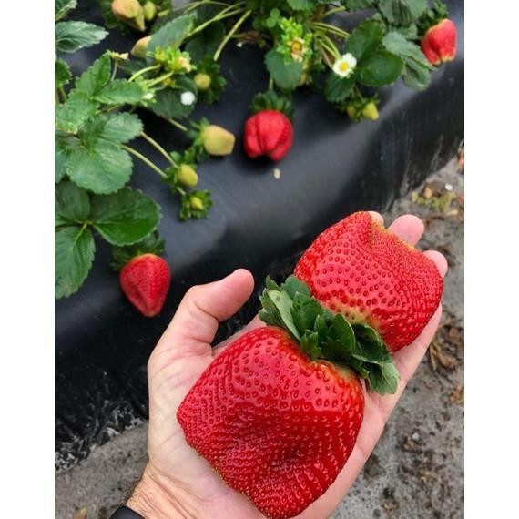 Bibit Buah Strawberry Merah Super Besar Jumbo Stroberi Manis (Red Giant Strawberry Seeds)