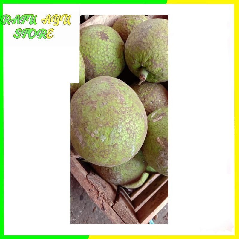 

OHI Buah Sukun Gurih Sukun Bread Fruit Buah Segar KC