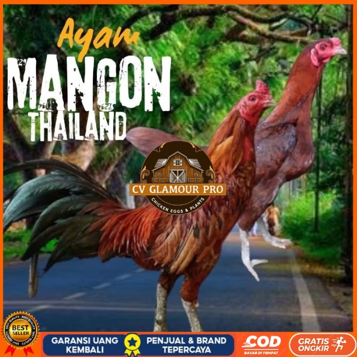 

telur ayam mangon Ori Thailand petarung bisa untuk di tetaskan original berkualitas CV GLAMOUR PRO