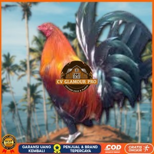 telur ayam Philipin asli AK47 untuk di tetaskan CV GLAMOUR PRO