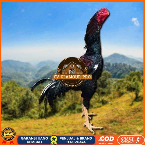 

telur tetas ayam shamo ukuran besar CV GLAMOUR PRO