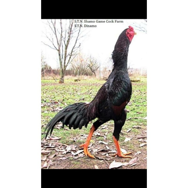 

SHAMO JEPANG TELUR FERTIL FRESH UD NAFII FARM ID