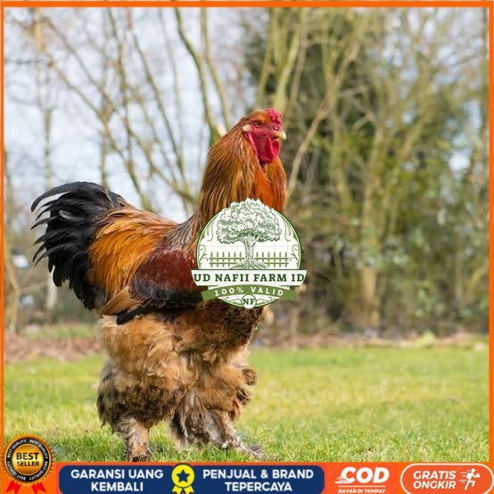 

Telur ayam brahma jumbo / telur ayam hias / telur fertil siap tetas UD NAFII FARM ID