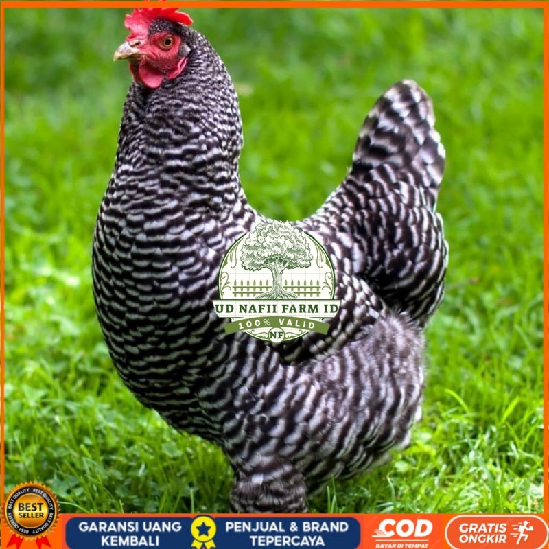 

TELUR AYAM HIAS PETELUR BARRED ROCK UNTUK DI TETASKAN UD NAFII FARM ID