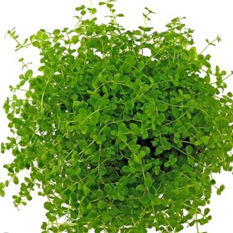 TANAMAN AQUASCAPE MONTE CARLO