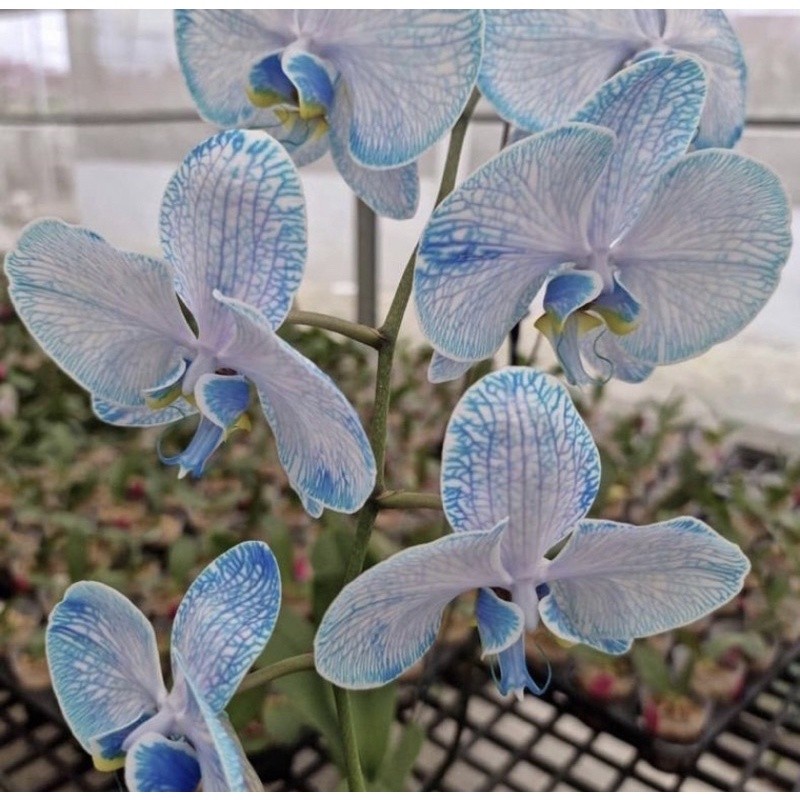 anggrek bulan blue snow - bunga hias anggrek bulan - anggrek bulan dewasa siap berbunga