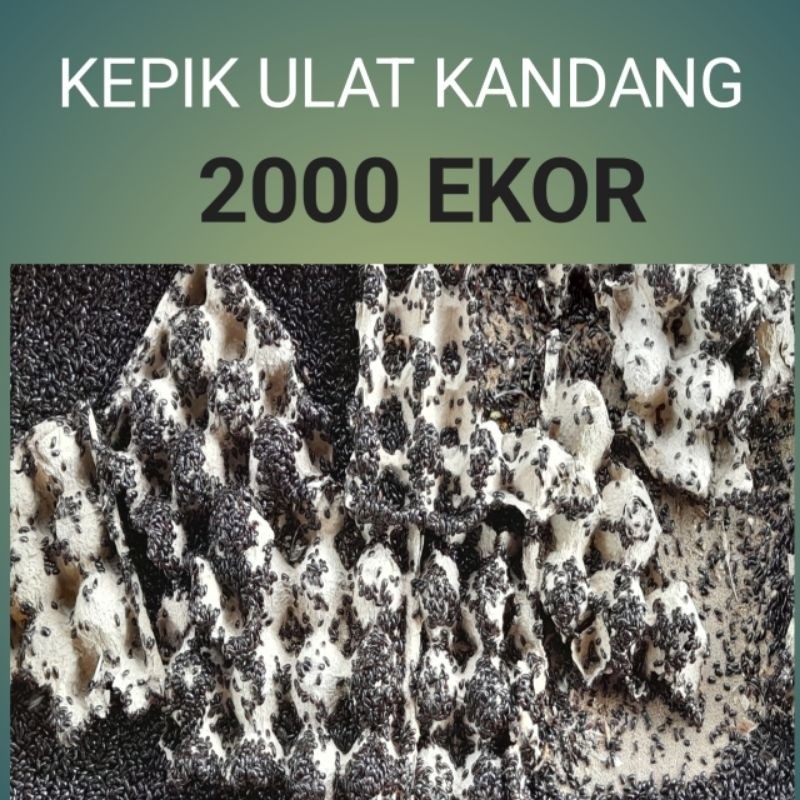 kepik ulat kandang 2000CO