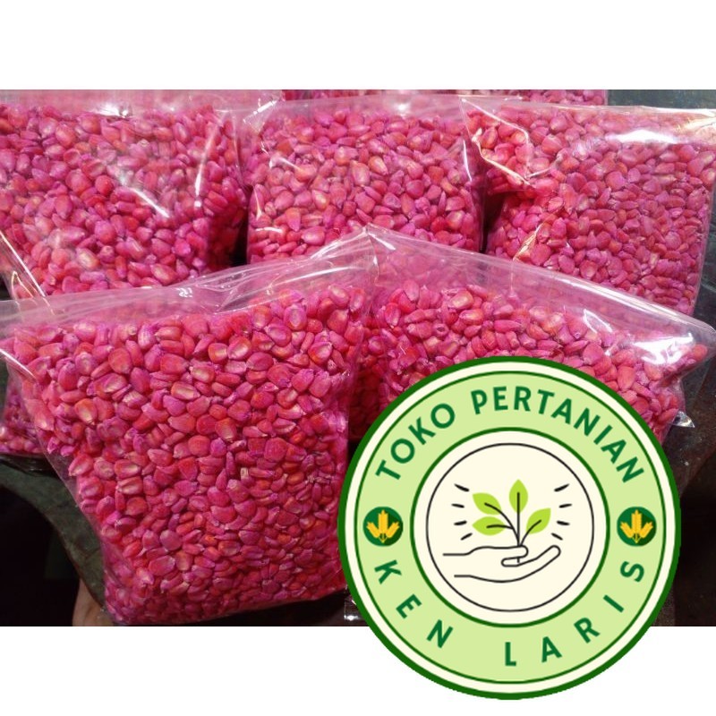

READY! RIPACK! 1kg JAGUNG SIAP TANAM PERKASA P27 NK212 SUMO P32 B18 ADV JAGO PION40 KUALITAS SUPER UNGGUL (B.B.19)