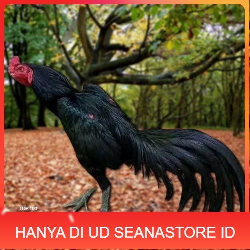 

Telur Ayam Pakhoy Brakot Vertil Siap Di Tetaskan Jaminan Super Oiginal Bergaransi UD SEANASTORE ID
