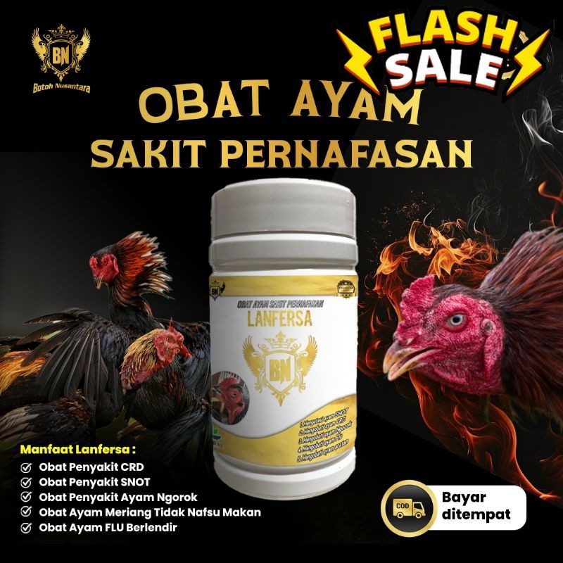 Vitamin Ayam Adu Bangkok LANFERSA Obat herbal sakit ngorok flu snot crd
