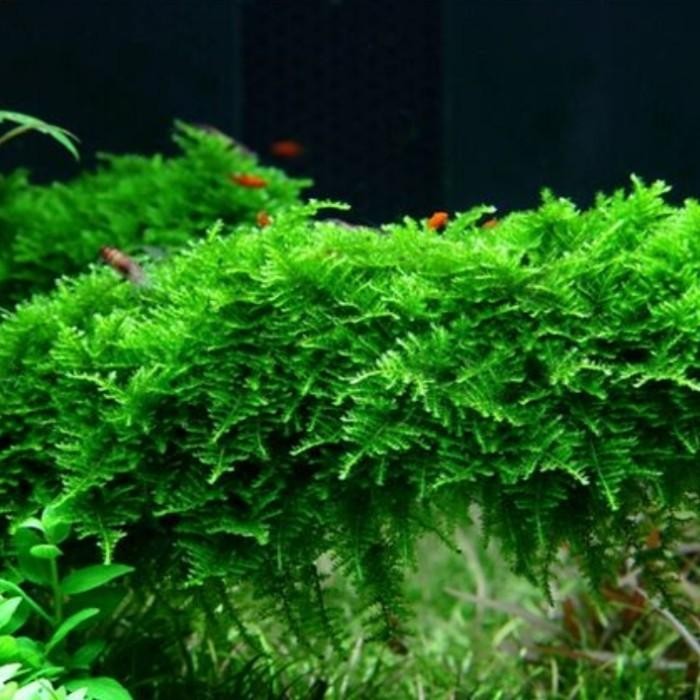 Vesicularia Christmas Moss | Aquatic Plants Aquascape Aquarium Lumut