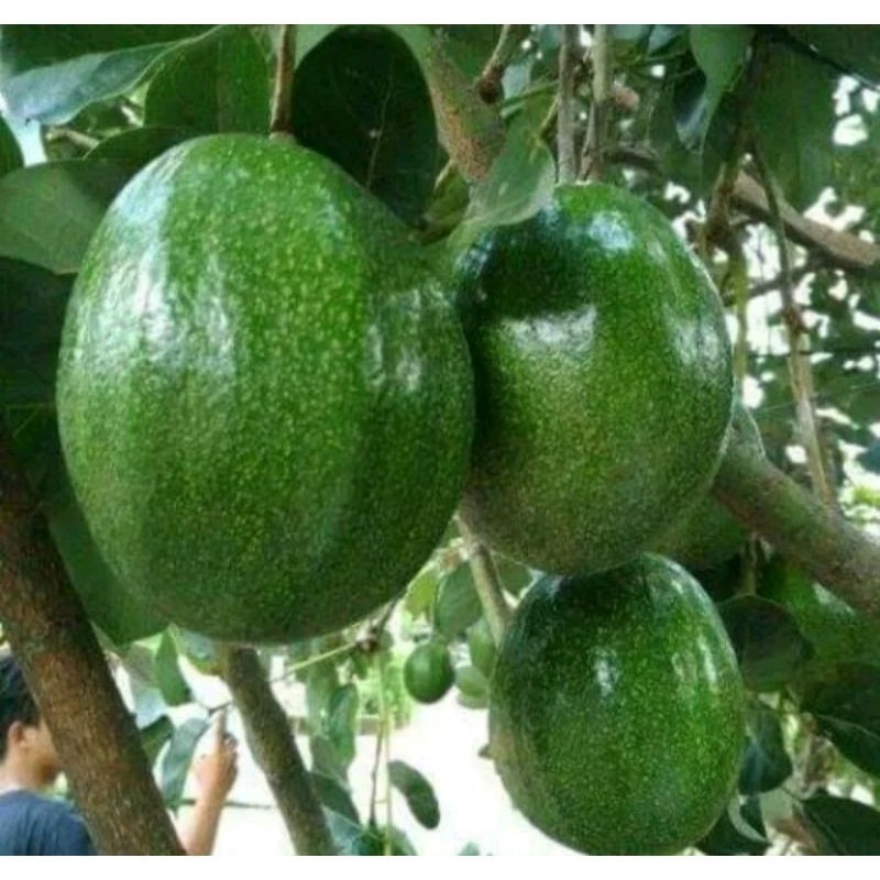 

[promo] bibit buah alpukat markus super okulasi cepat berbuah tambulapot berkualitas terlaris terlaris