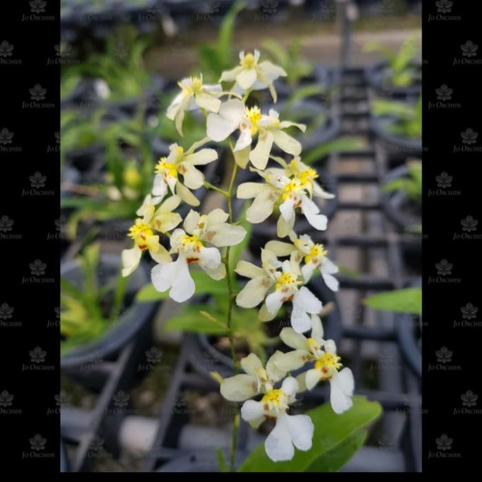 Anggrek Oncidium Mini Twinkle White