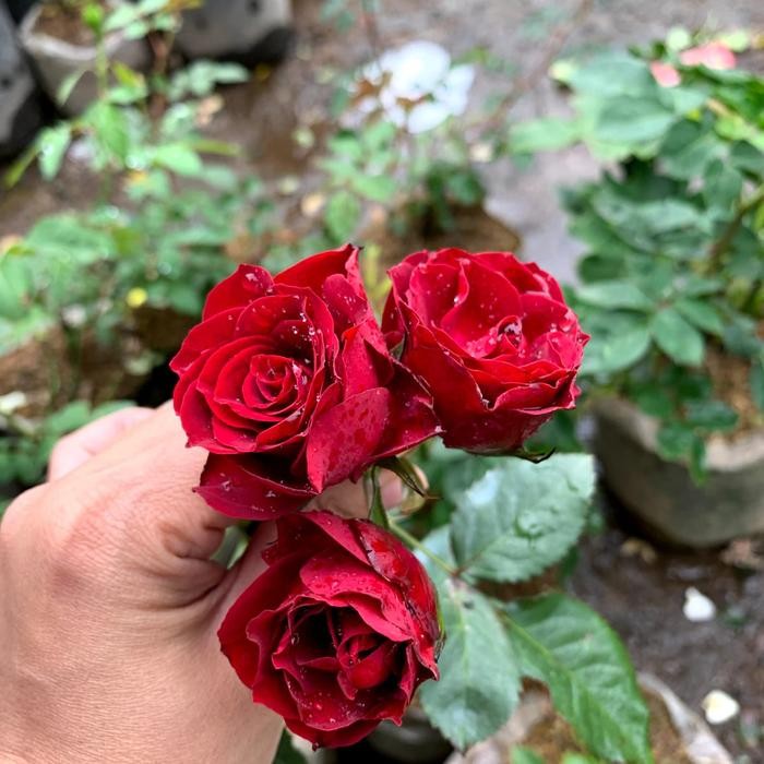 Tanaman Hidup Bunga Mawar Import RED PEVITA-Bunga mawar merah cantik - remaja