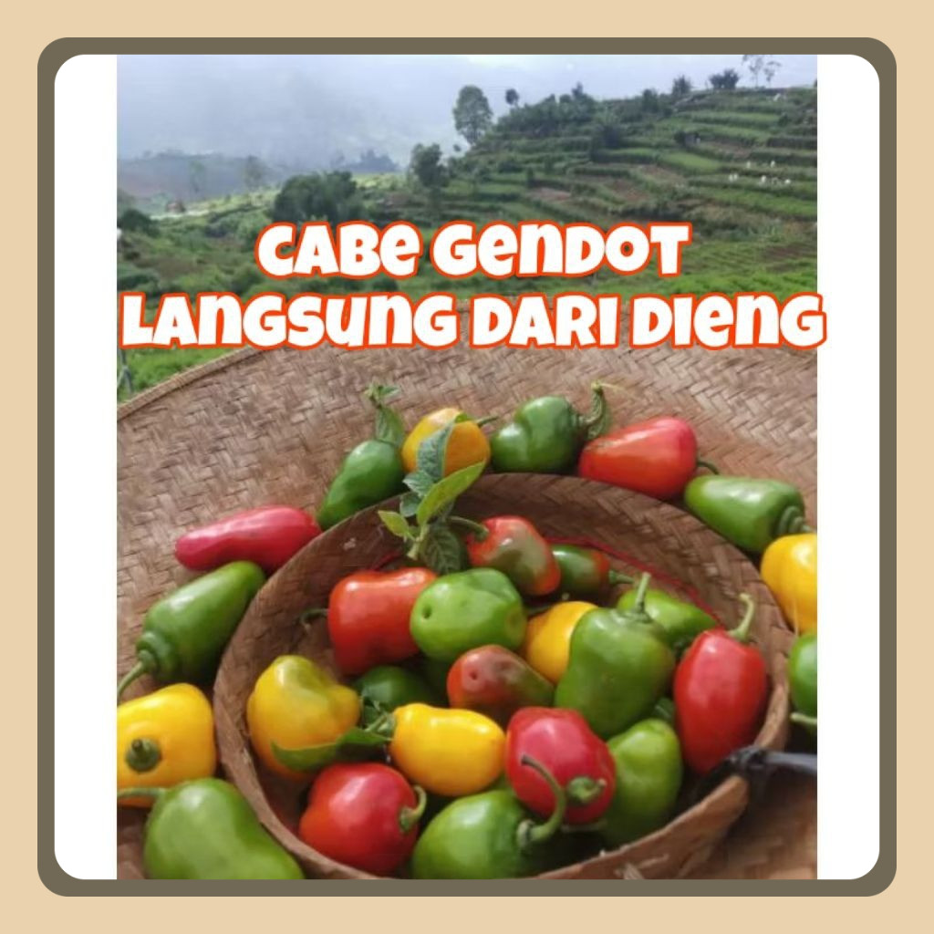 

Cabe Gendot asli dieng 1kg
