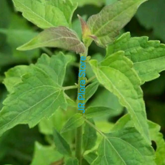 Tanaman herbal pohon Balakacida/krinyuh daun pohon herbal balakacida
