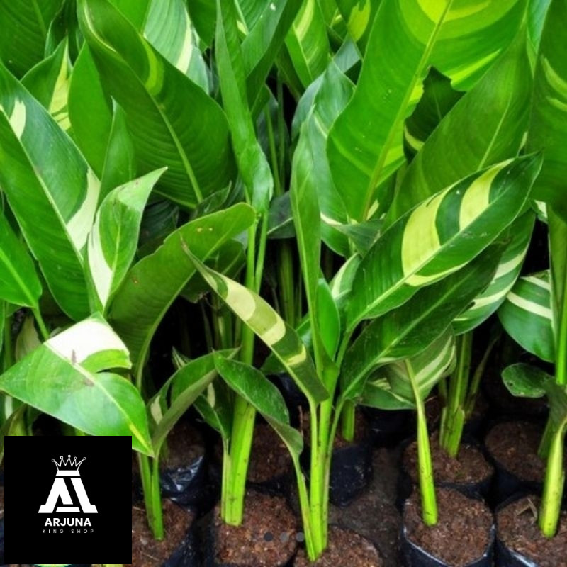 Tanaman Hias Pisang Helicornia Varigata Pisang Hias Berbunga