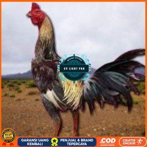 

telur ayam pama ninja original petarung bisa untuk di tetaskan berkualitas unggul CV LIGHT PRO