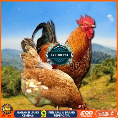 

telur tetas ayam shamo asli CV LIGHT PRO