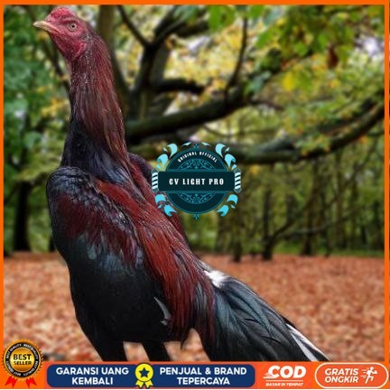 

Telur Ayam Pakhoy Ori Thailand Vertil Siap Di Tetaskan Jaminan Super Oiginal Bergaransii CV LIGHT PRO