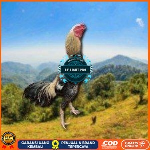 

telur ayam Shamo Japanese (Telur fertil) CV LIGHT PRO