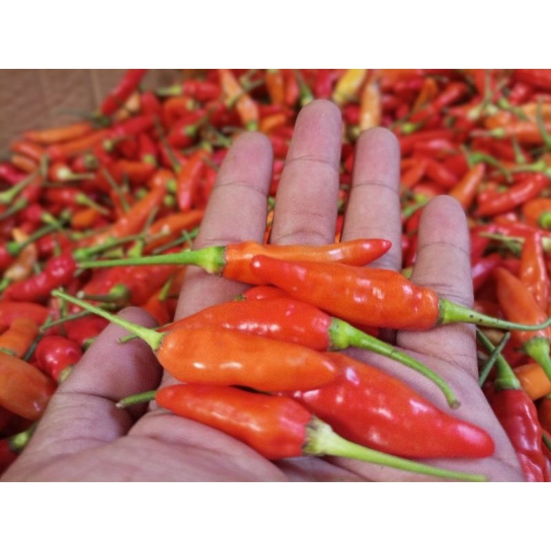 

cabe rawit merah ORI / cabai rawit merah 500 gr super terlaris berkualitas