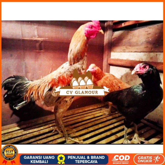 

ayam bulbi tampar tampar telur fertill original berkualitas CV GLAMOUR